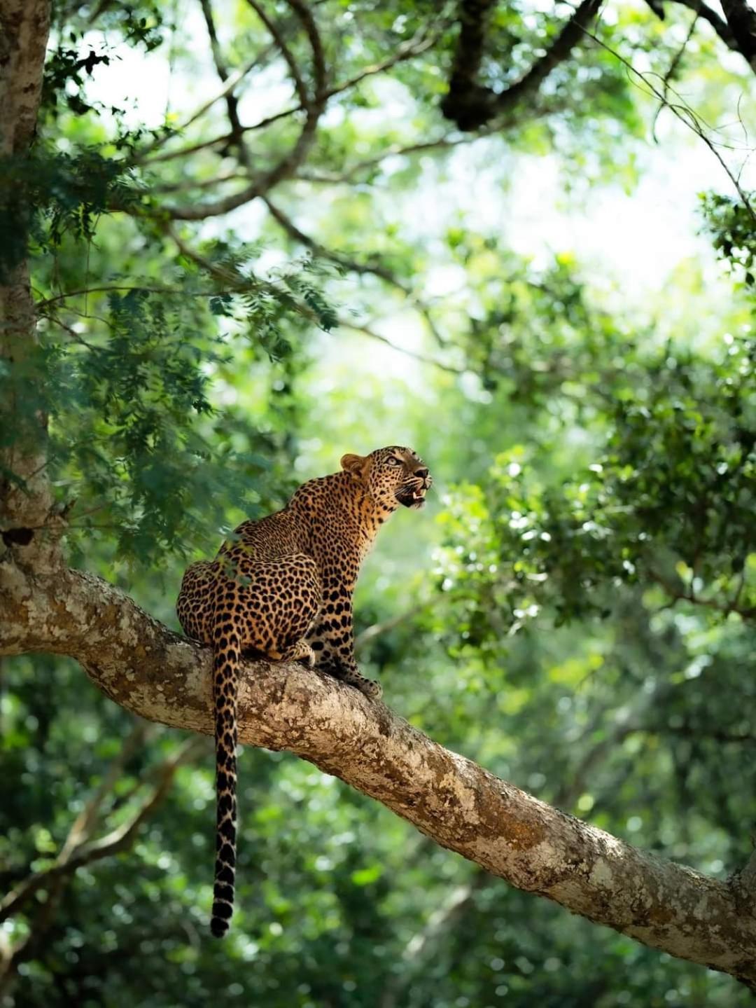 Kottamba Yala Stay & Safari Tissamaharama Exteriör bild